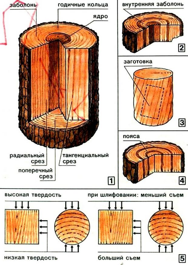 Строение древесины